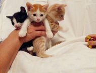 :    , ! 3  .    .    ,  4 , , .